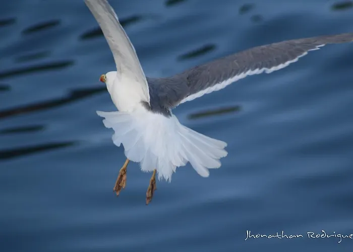 Penthouse Canico Mar Apartment *