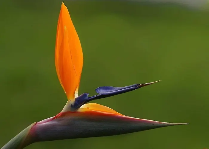 Penthouse Canico Mar