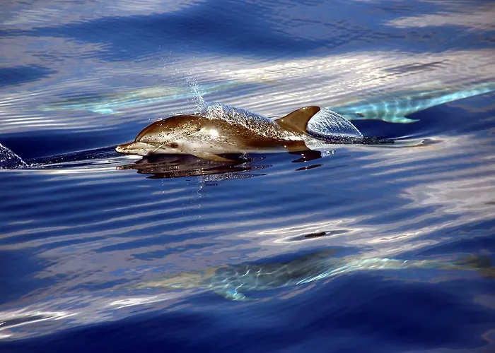 Apartment Penthouse Canico Mar