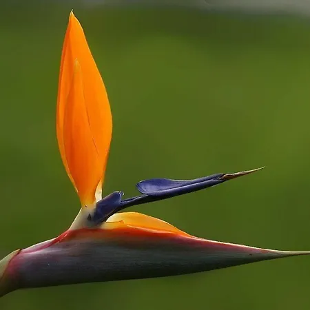 Penthouse Canico Mar